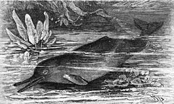 Indusdelfin (Platanista gangetica)