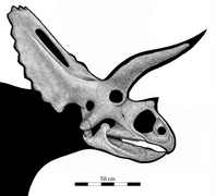 Skull reconstruction