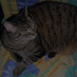 Digitalt billede t.v. af et træ indeholdende et steganografisk billede. Det indeholdte billede af en kat ses til højre.