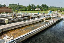 淡水魚養殖場