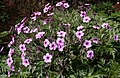 Géranium de Madère (Geranium maderense)