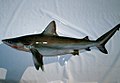 Bignose shark (Carcharhinus altimus)