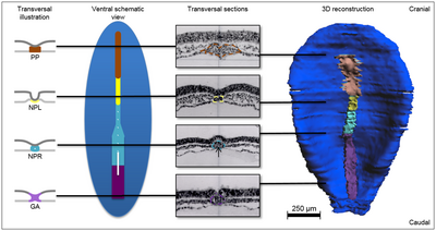 Menselijk embryo. Endoderm: lichtgrijs (in dwarsdoorsneden), epiblast of ectoderm: donkerblauw, donkergrijs (in dwarsdoorsneden), gastrulatiegebied (GA): paars, neurenterisch kanaal: wit, lamina notochordalis (NPL): geel, notochordvorming (chorda dorsalis) (NPR ): cyaanblauw, lamina praechordalis (PP)