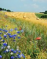 Campo di grano mietuto