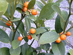Citrus hindsii (« kumquat sauvage »)
