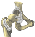 The hip joint