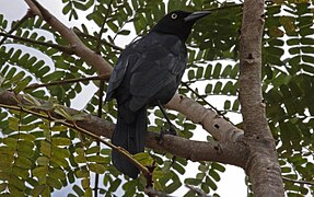 Quiscale noir (Quiscalus niger)