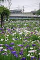 Festival del Iris en el Jardín Maekawa Iris de Itako