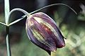 Fritillaria messanensis