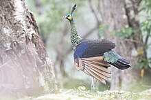 Seekor burung merak hijau jawa (Pavo muticus linnaeus) liar mencari makan di kawasan Taman Nasional Ujung Kulon, Pandeglang, Banten. Uni Internasional untuk Konservasi Alam (IUCN) mengklasifikasikan spesies merak hijau ke dalam kategori genting (endangered) dikarenakan perburuan dan perusakan habitat alami.