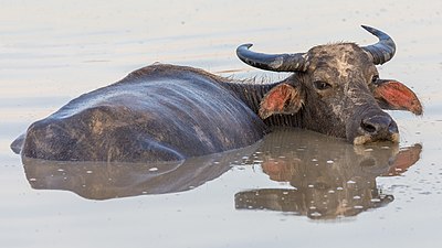 Buffle d'Asie de l'île de Don Det (Si Phan Don, Laos).