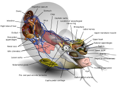 Anatomie