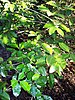 green shiny leaves in a forest