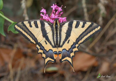 Papilio alexanor-Liguria, prov. di Imperia.