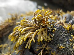 Pelvetia canalicualta photographiée en bord de mer