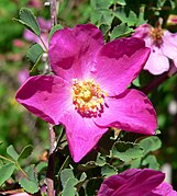 Rosa willmottiae