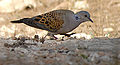 Vadgerle (Streptopelia turtur)