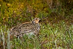 Miniatura per Coturnix pectoralis