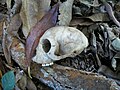 Side view of the skull