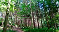 Bosque de Sihlwald, área protegida nacional