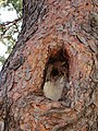 松の木の洞。これはスズメが営巣中だった。