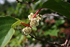 다래(Actinidia arguta)