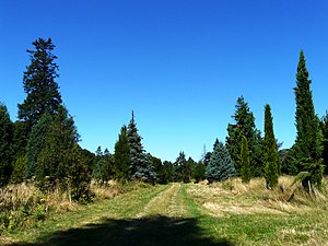 Arboretum de Versailles-Chèvreloup.