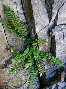 Asplenium marinum 001.JPG