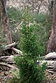 Athrotaxis selaginoides, Mt Field National Park, Tasmanía