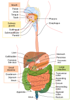 Thumbnail for Human digestive system