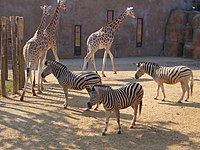 Giraffes en zebra's