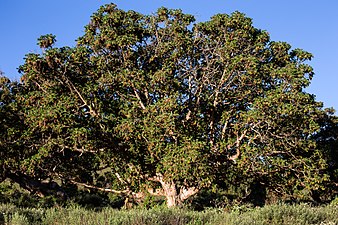 Hagenia abyssinica.