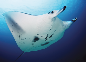 M. alfredi cruising (swimming with cephalic lobes rolled and mouth closed)