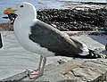 Dolmányos sirály (Larus marinus)