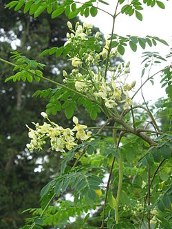 Ceyloninmoringa (Moringa oleifera)