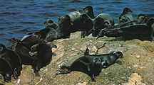 Baikal seal, endemic to Lake Baikal