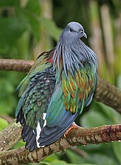 Another picture of the Nicobar pigeon.