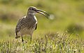 Kis póling (Numenius phaeopus)