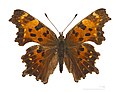 Polygonia faunus