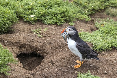 Utenfor reirhula, Skomer Island