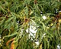 Quercus robur ’Pectinata’