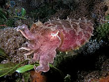 Sepia latimanus (Reef cuttlefish) dark coloration.jpg