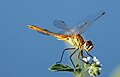 Sympetrum sp.