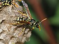 Paper wasp, by Richard Bartz