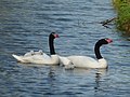 Zwarthalszwanen met jongen op de rug