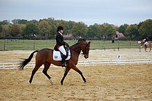 cheval bai se déplaçant au trot sur un carré de dressage, son cavalier ayant revêtu une veste sombre et un pantalon blanc.