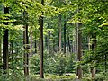 Image 9Even, dense old-growth stand of beech trees (Fagus sylvatica) prepared to be regenerated by their saplings in the understory, in the Brussels part of the Sonian Forest. (from Forest)