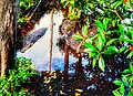 Buaya na mahihiling sa Tawi Tawi