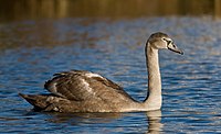 Juna muta cigno (Cygnus olor) proksime al Helsinki, Finnlando