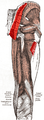 Muscles of the gluteal and posterior femoral regions, showing origin and insertion of gluteus maximus muscle.